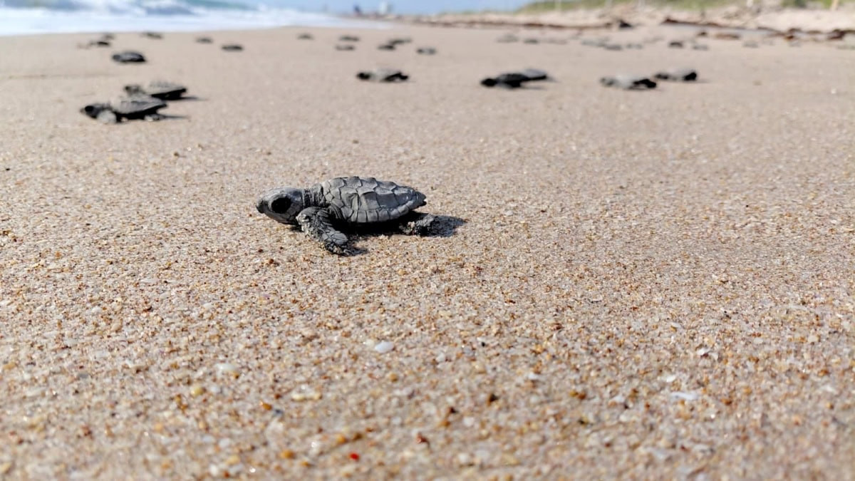 Inician liberaciones de crías de tortuga lora en playas de Tamaulipas