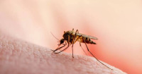 Salud reporta cuatro muertes por dengue en México; alistan vacuna de Japón y Brasil