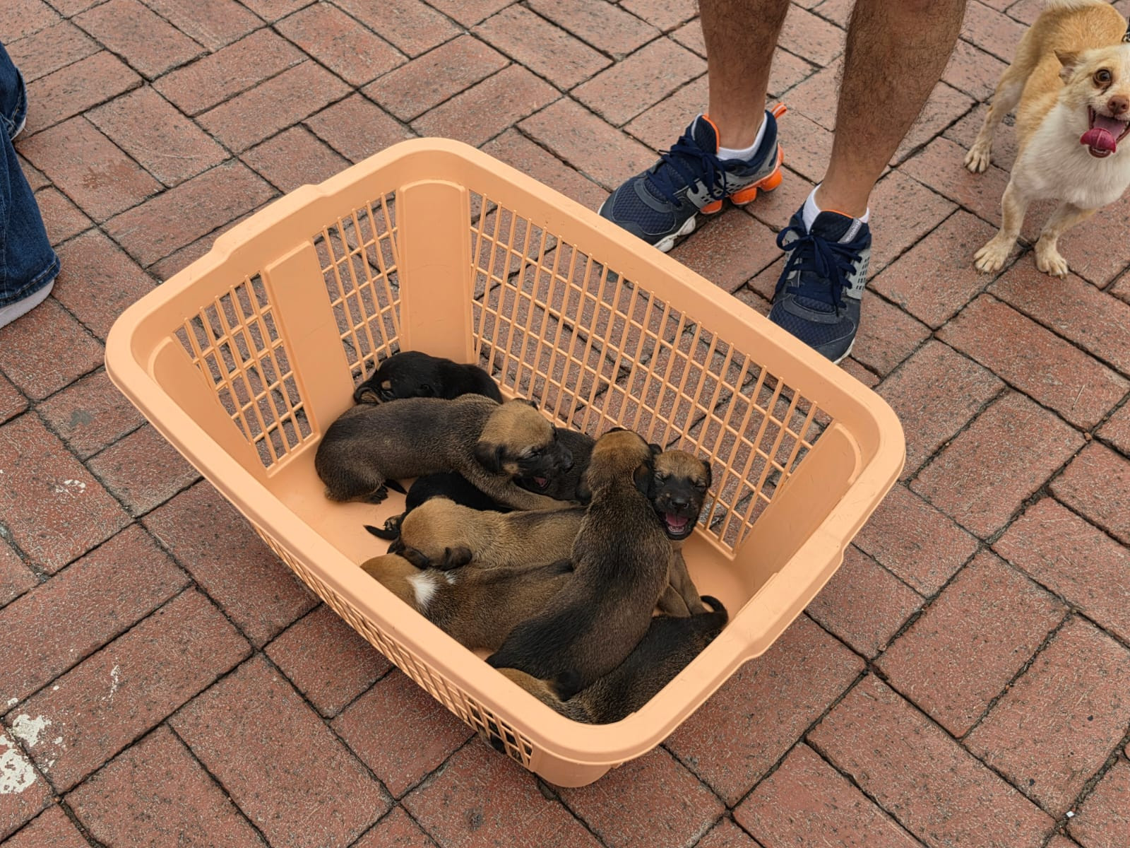 Avanza al 90% la rehabilitación del Centro de Atención Canina; priorizan esterilizaciones y bienestar animal