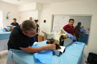 Impulsa Gobierno Municipal acciones para el Bienestar Animal