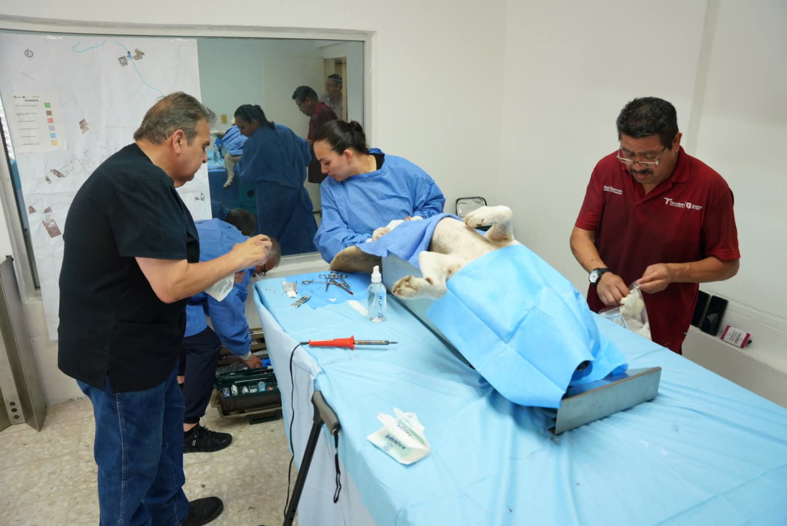 Avanza programa permanente de esterilización para mascotas