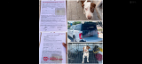 Turnarán a Fiscalía caso de presunto maltrato animal tras localizar un perro sin vida