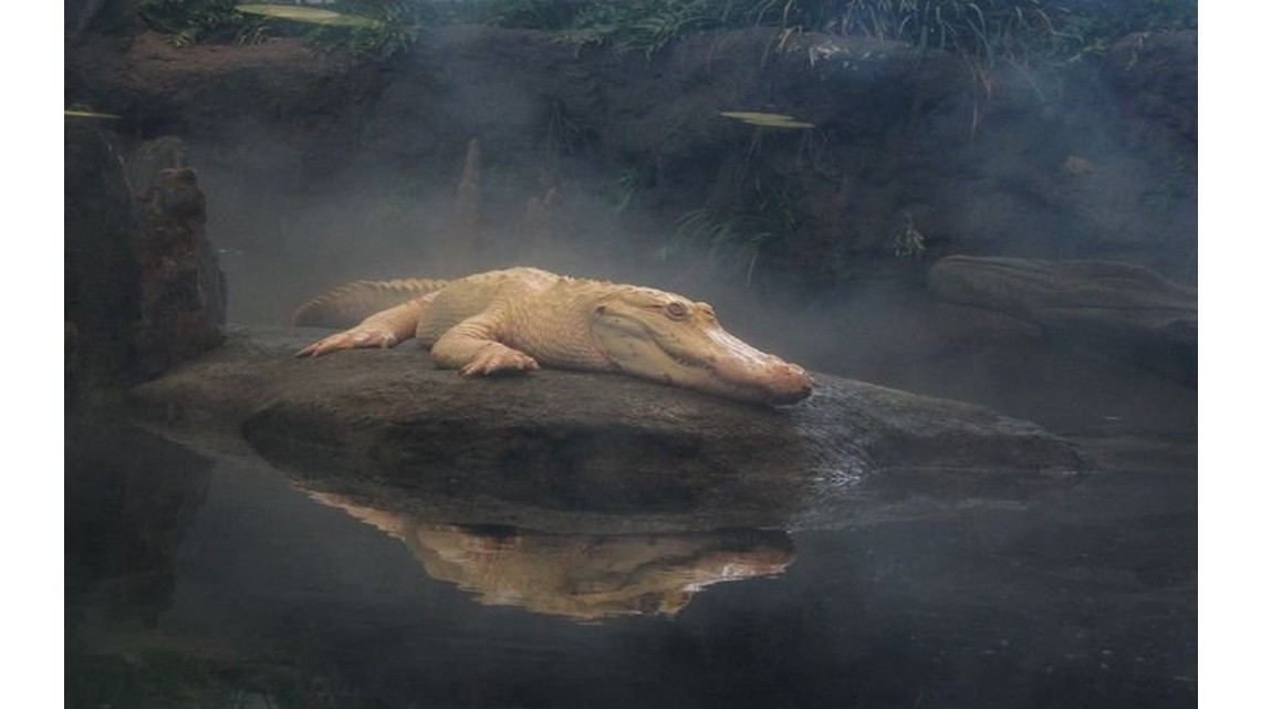 Animales con albinismo