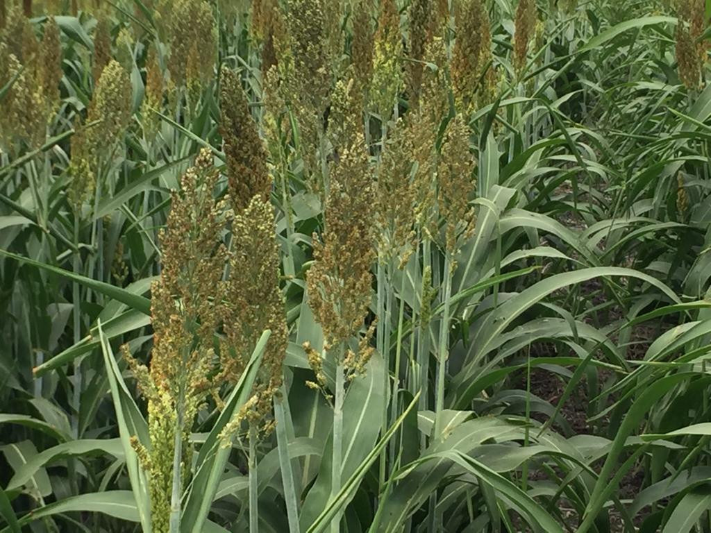 Necesario apoyar al campo ante la falta de lluvias