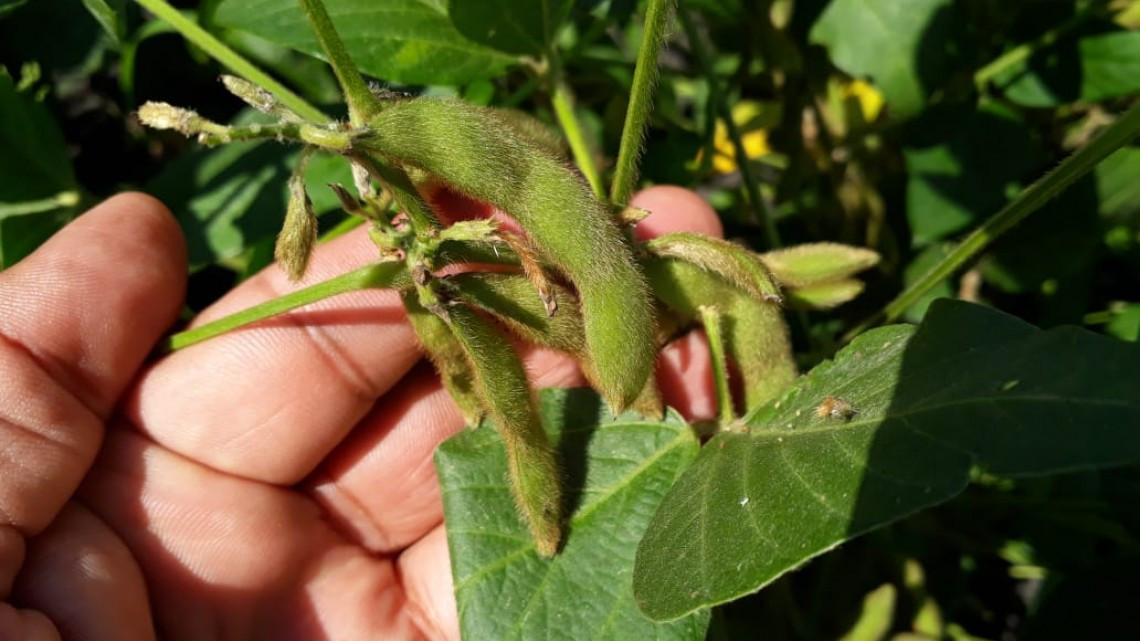 Gestionan rehabilitación de caminos para mejorar la cosecha en el campo