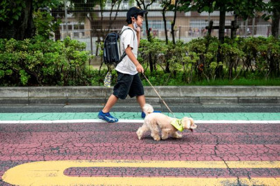 Comienzan iniciativa con perros que cuidan a niños en Japón
