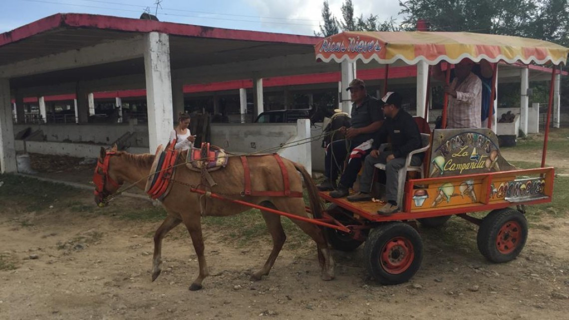 Denuncian robo de caballos en la zona sur