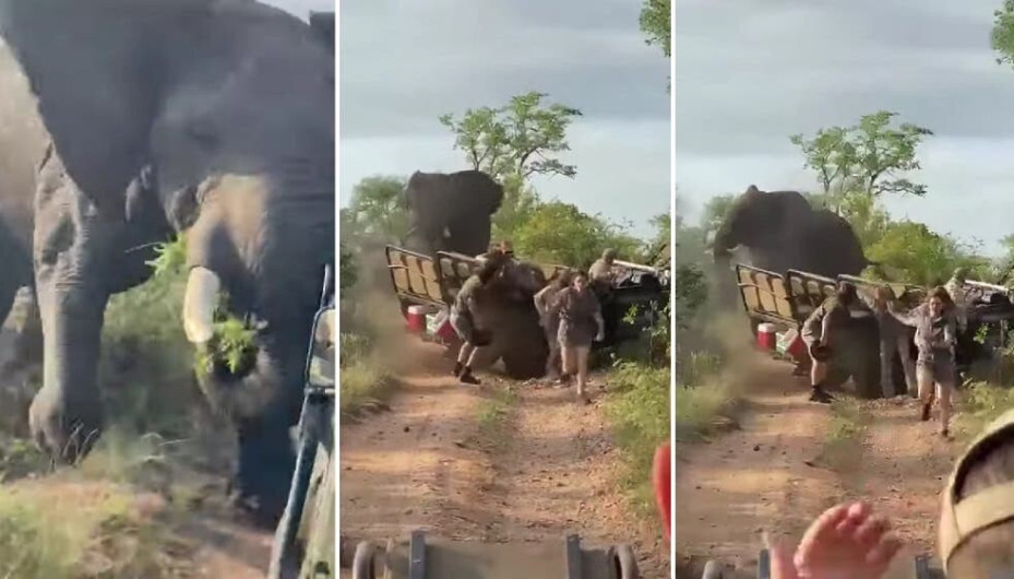 Elefante embiste a un grupo de turistas de safari