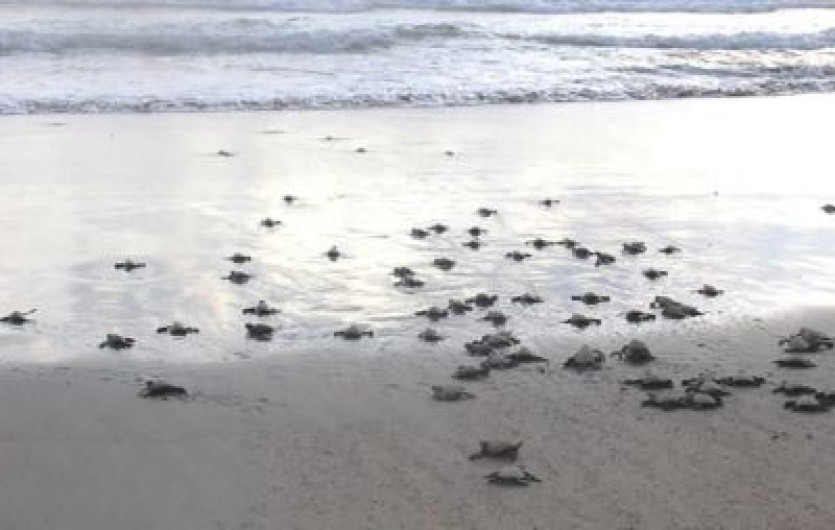 Profepa libera 97 crías de tortuga golfina en Guerrero