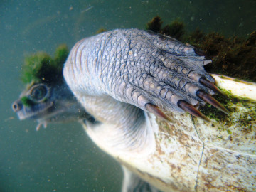 Anuncia probable extinción de la “tortuga punk”