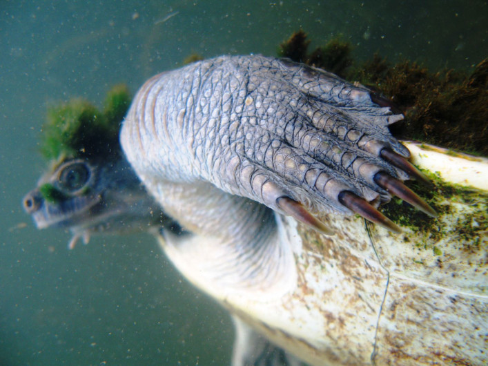 Anuncia probable extinción de la “tortuga punk”