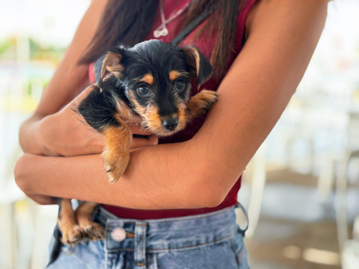 Mejoran vida de gatitos y perritos en Reynosa con 16 adopciones