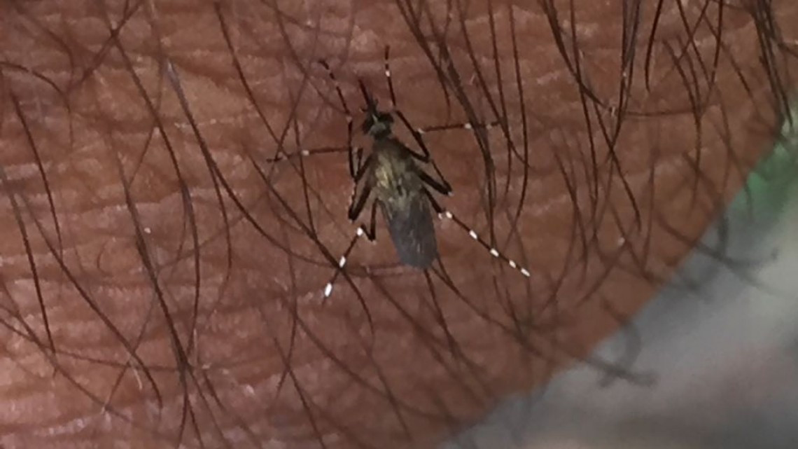 Sin tregua en la lucha contra el dengue