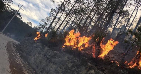 Incendio en Miquihuana afecta 40 hectáreas, se tiene un 50 por ciento de contención