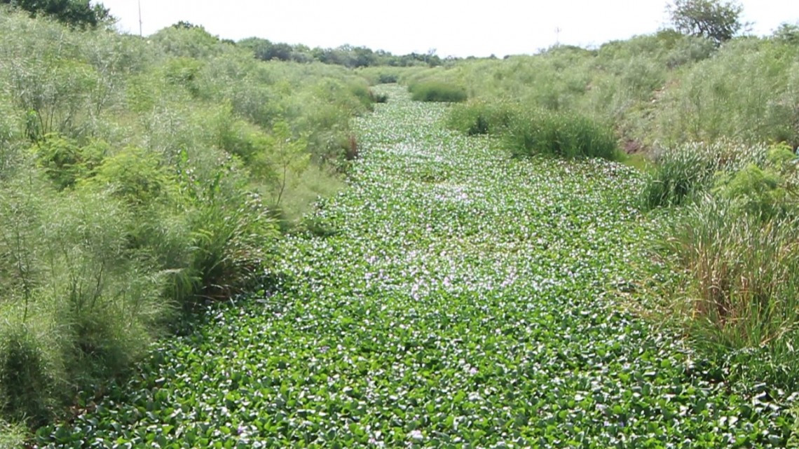 Este lunes Iniciarán los Trabajos preventivos de limpieza en el dren Rio Bravo.