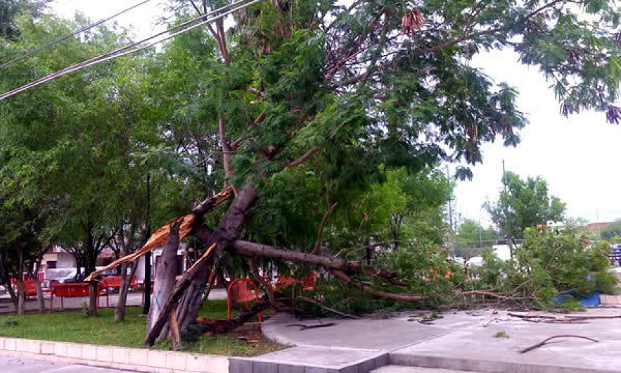 Vientos fuertes derriban arboles