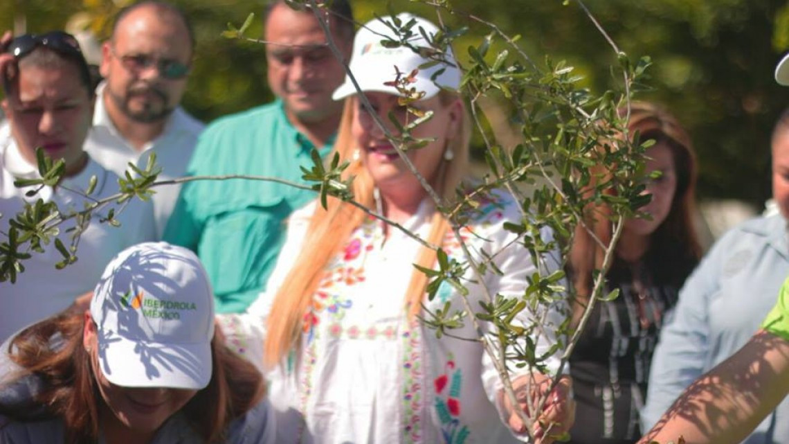 Realizan  trabajos de reforestación