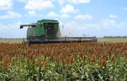 Agronegocios apoyará a productores de la agroindustria