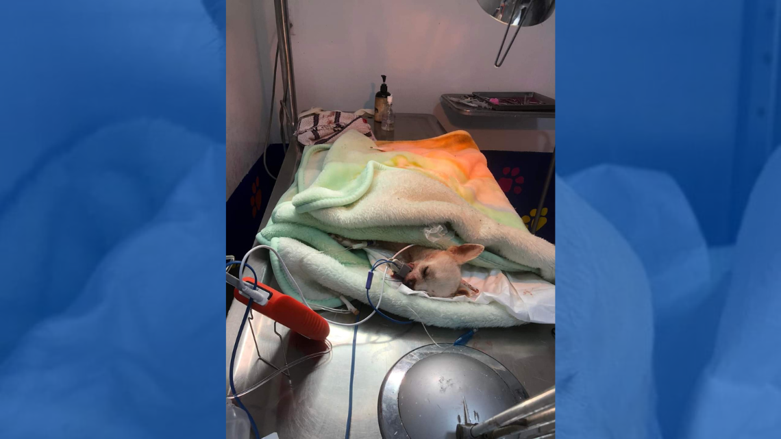 Conoce a Pincky, perrito que por defender su casa fue atacado con trinche