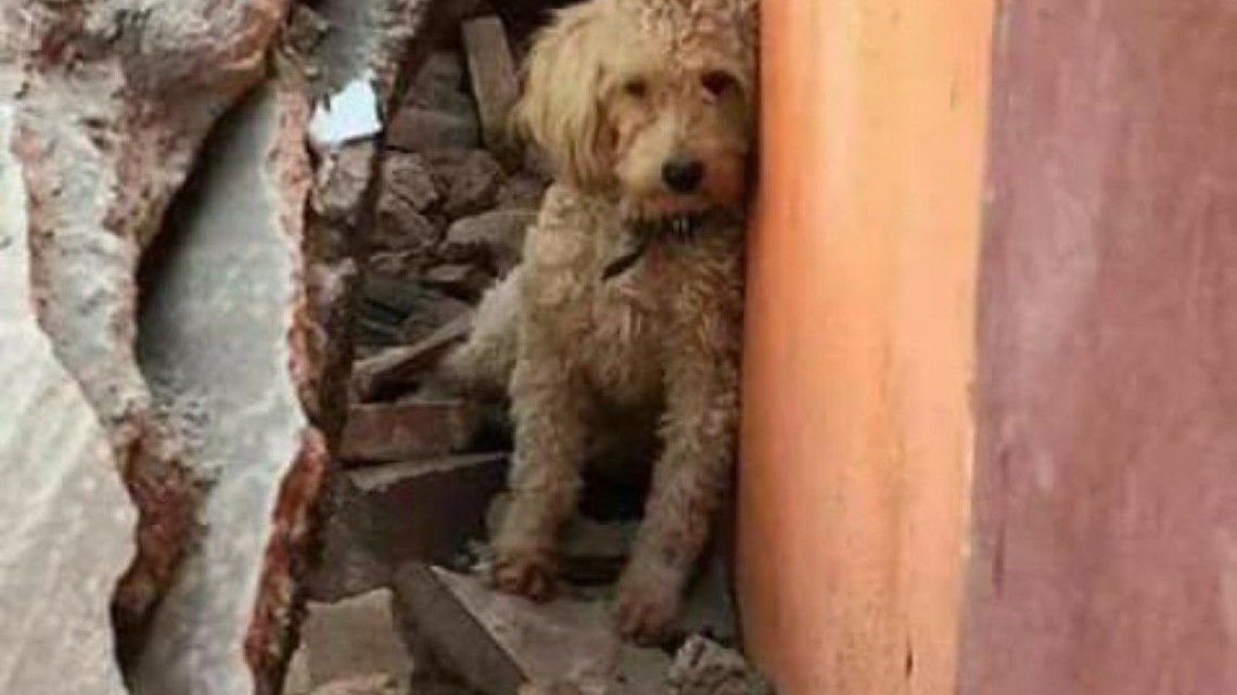 Rescatan a perro de escombros que dejó el sismo 