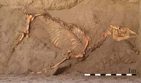 Caballo fue enterrado con honores en el antiguo Nilo