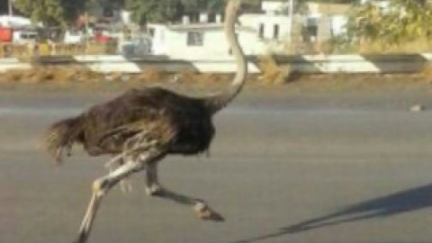 Avestruz causa asombro al ser captada sobre la avenida de la industria en Altamira