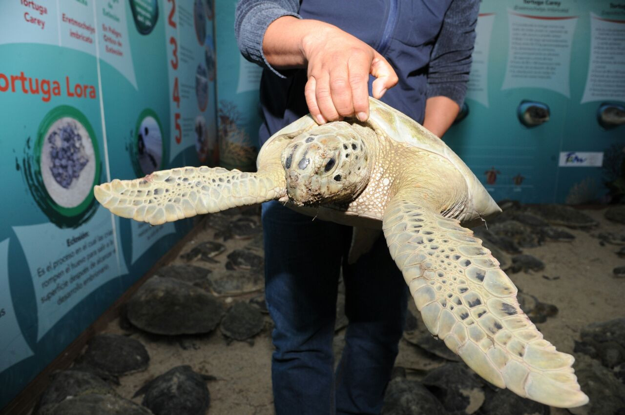 Rescatan y liberan más de 200 tortugas varadas en playas tamaulipecas