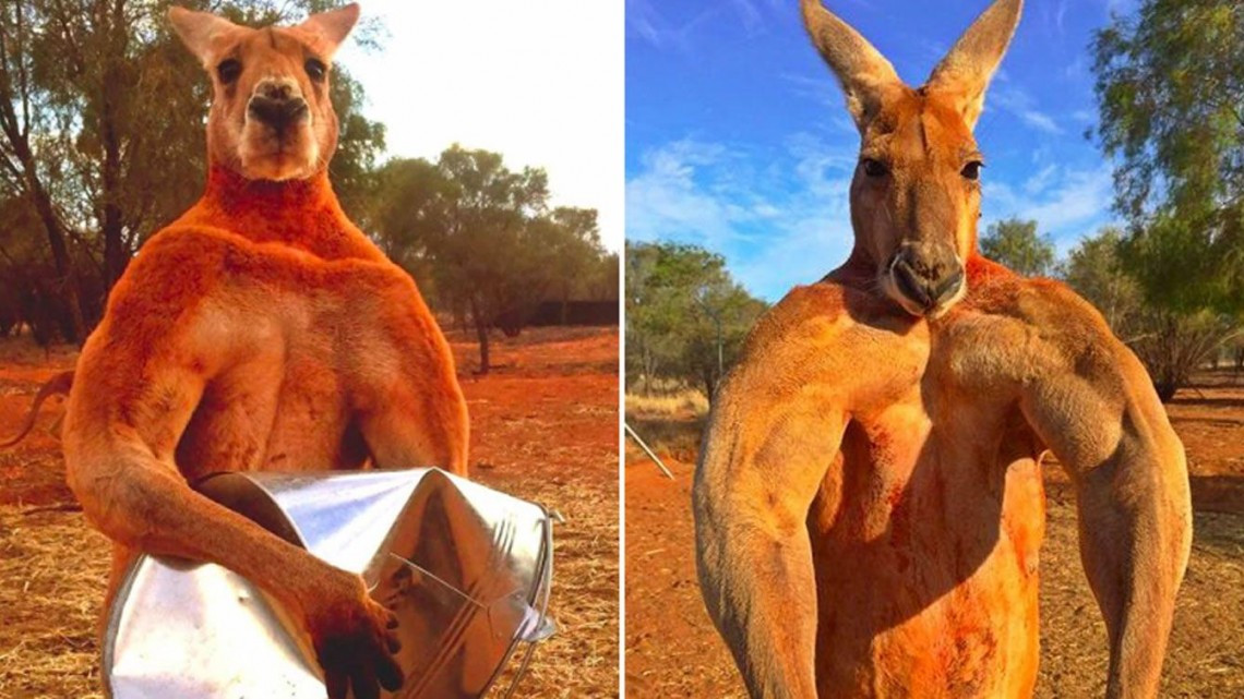 Muere el canguro más famoso de Australia