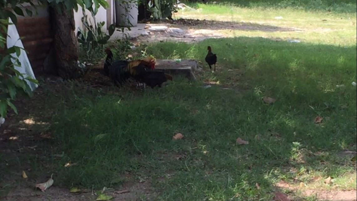 Avanza creación de reglamento de protección animal en Altamira