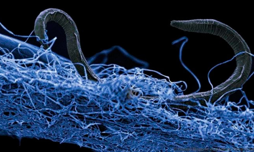 Bacterias, ¿zombies?