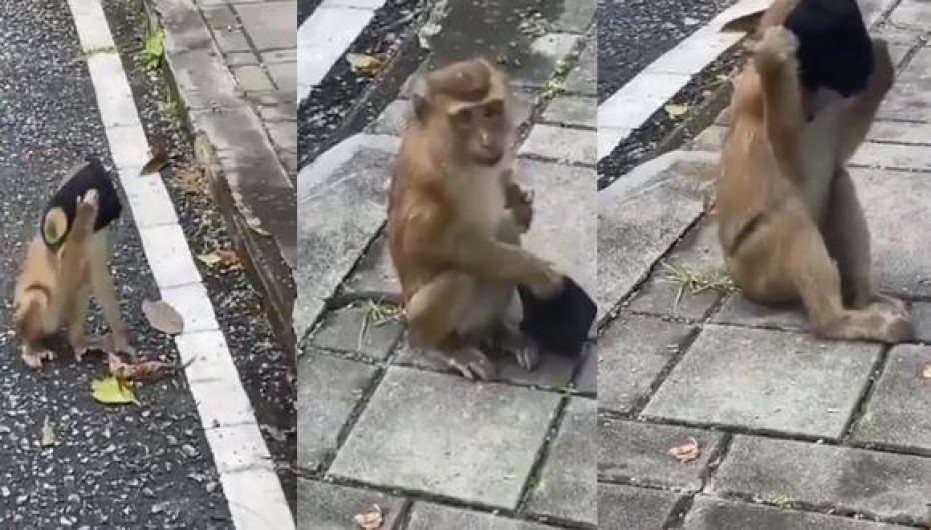 Se hace viral mono poniéndose cubrebocas en la calle