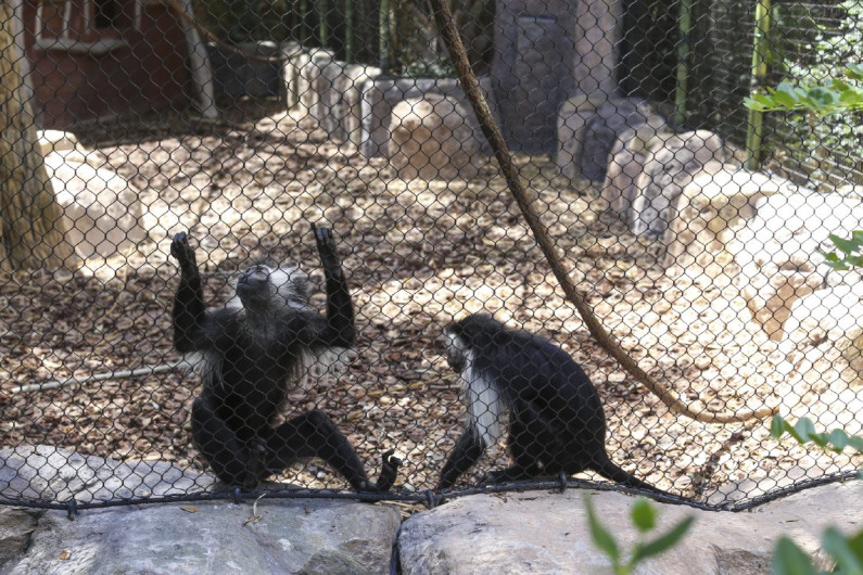 Zoo Gladys Porter anuncia nuevos horarios