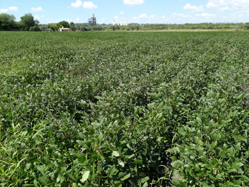 Poca la producción de soya, ante la escasez de lluvias