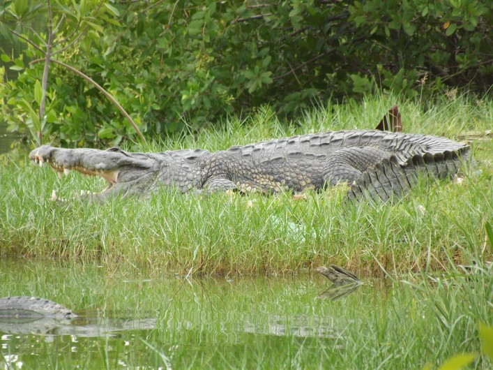 Aumenta presencia de cocodrilos en sectores poblacionales