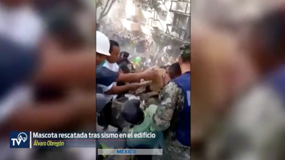 Rescatan a perro de escombros que dejó el sismo 