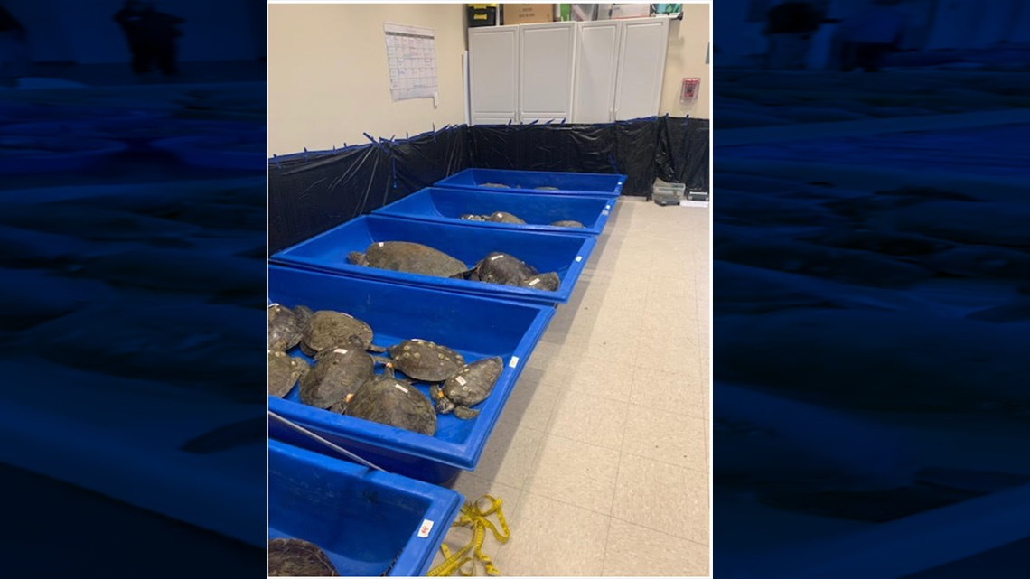 Rescatan a más de mil 700 tortugas marinas en la Isla del Padre Sur