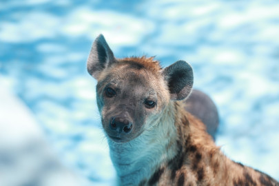 Protege  a los animales del zoológico de las altas temperaturas 