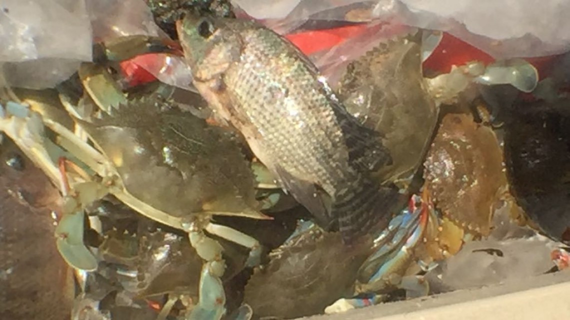 Pescadores de lagunas interiores, arriesgan su vida, al trabajar cerca de los cocodrilos