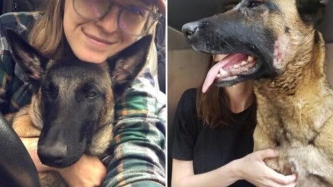 Perrita defiende a su dueña del ataque de un puma