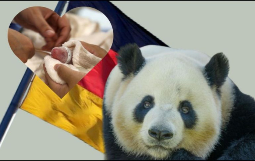 ¡Gemelos! Zoo de Berlín celebra el nacimiento de un segundo par de cachorros de panda