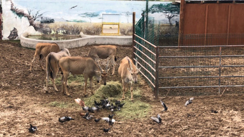 El 49.3% de de la fauna que habita en el zoológico de NL es depositada por PROFEPA 