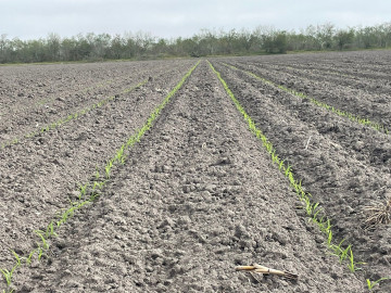 A pesar del cambio climático el aseguramiento de tierras para cultivo agrícola es muy bajo