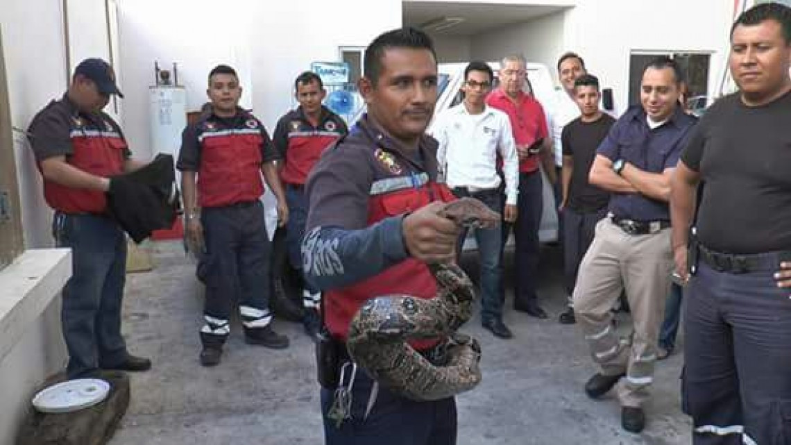 Atrapan a boa de casi tres metros de largo