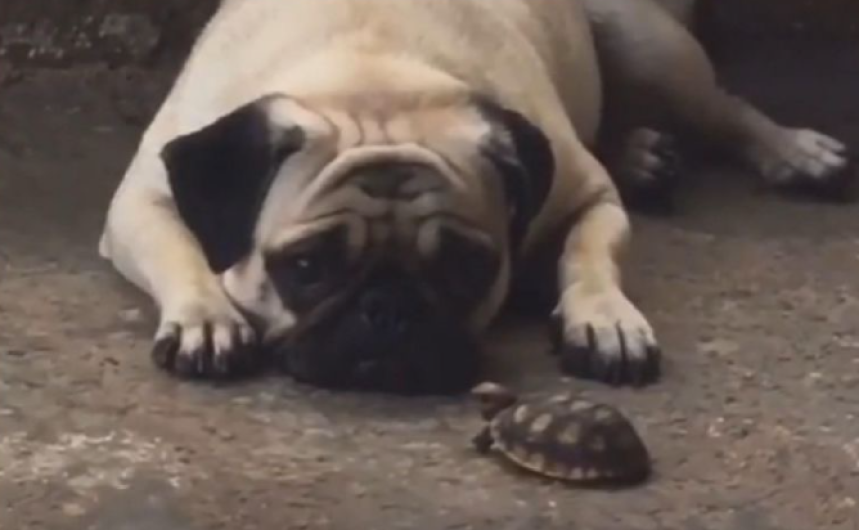 Perrito se vuelve viral por tener una tortuga de mascota