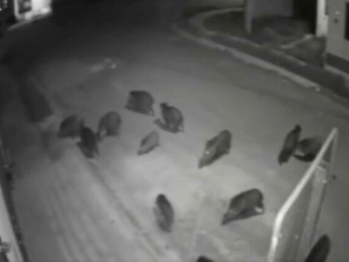 Captan a pandilla de jabalíes en San Pedro Garza García