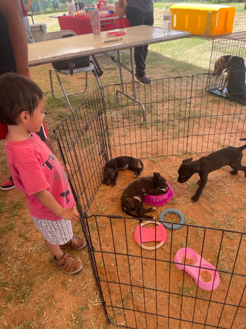 Feria de adopción brinda hogar a 14 mascotas rescatadas 