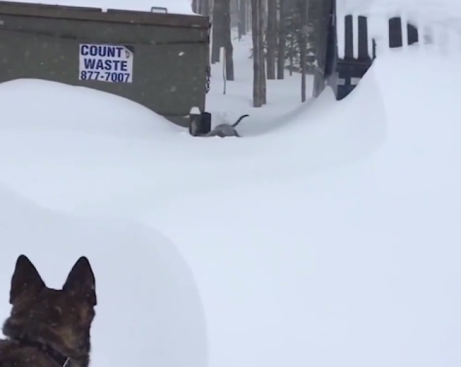 Perro salva la vida de otro can tras quedar atrapado en la nieve