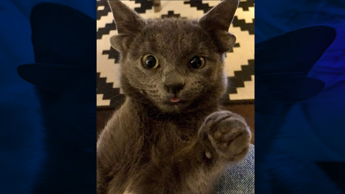 Gatita se hace viral gracias a sus cuatro orejas  