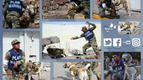 Equipo perruno comandando por Frida salvaron a 12 personas 