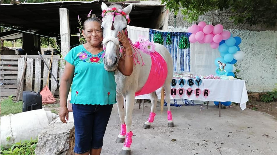 Hacen baby shower a una yegua en Yucatán 